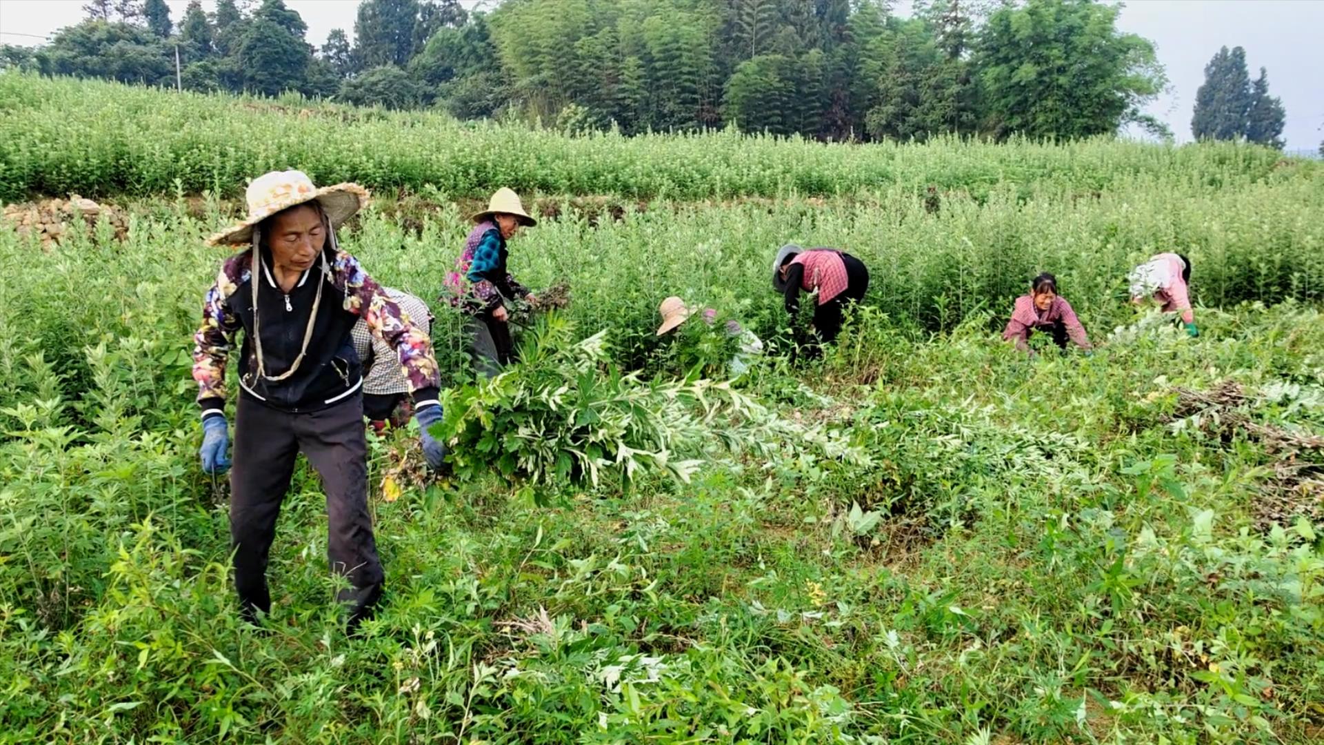 国艾仙草基地人工收割实景